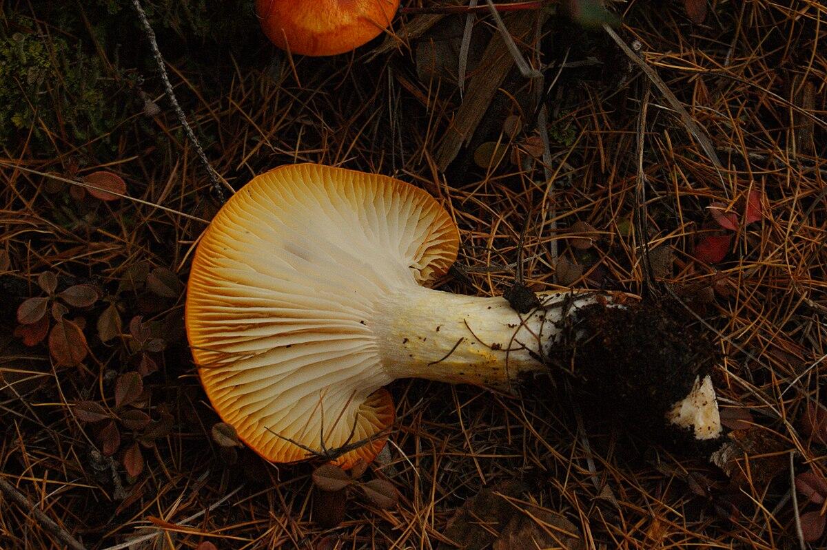 Hygrophorus speciosus - 