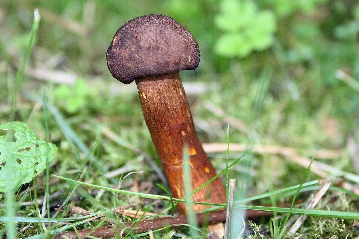 Tricholoma imbricatum - 