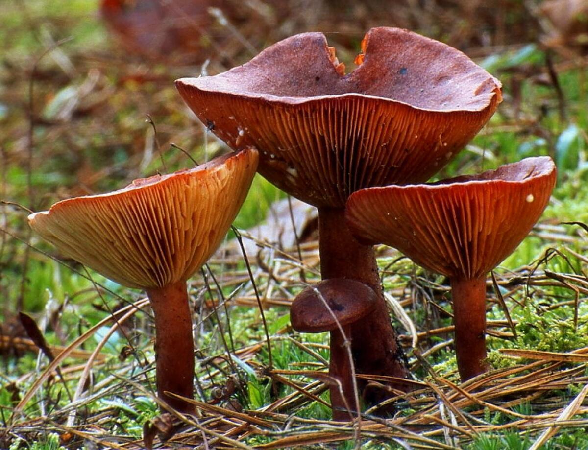 Lactarius rufus - 