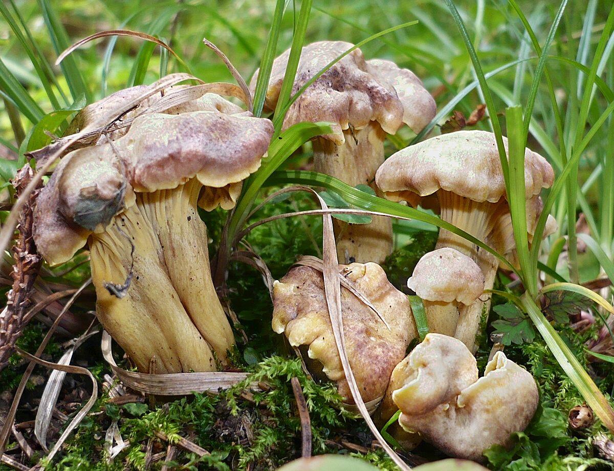 Cantharellus amethysteus (Finferlo ametistino) - 