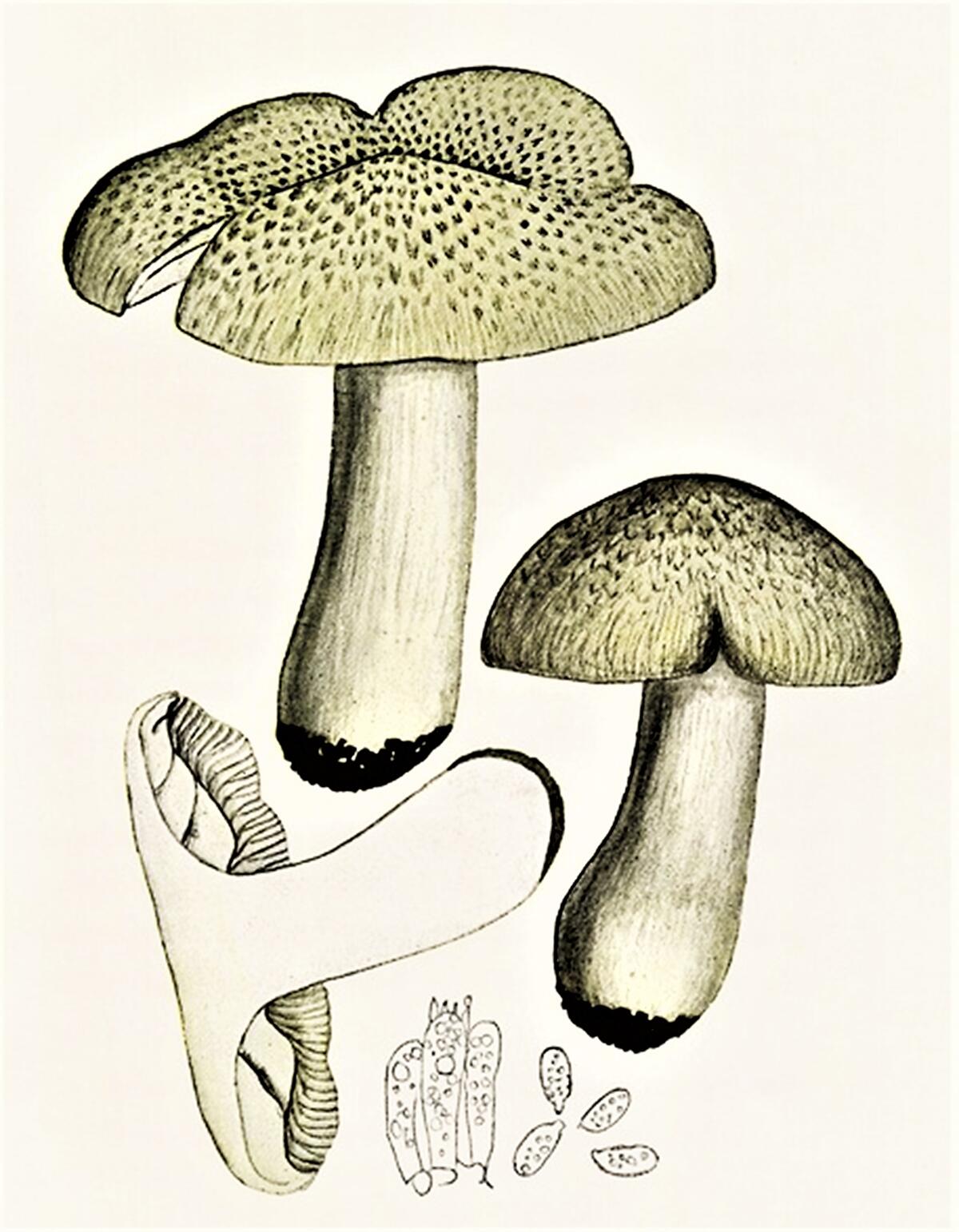 Tricholoma tigrinum - 