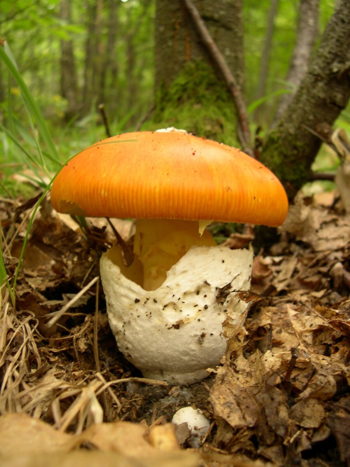 Amanita caesarea (Ovulo buono) - 