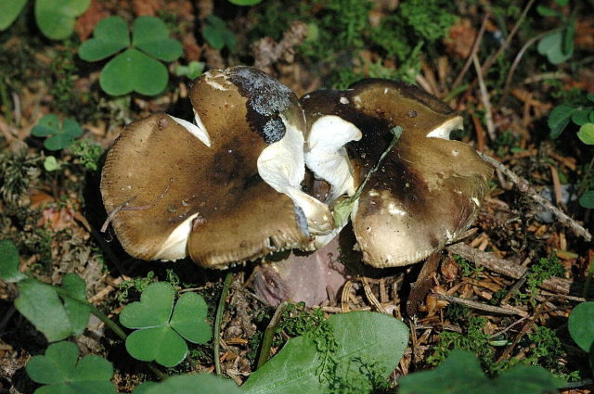 Russula olivacea - 
