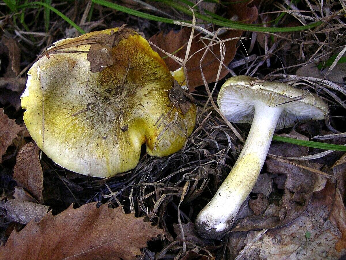 Tricholoma sejunctum - 