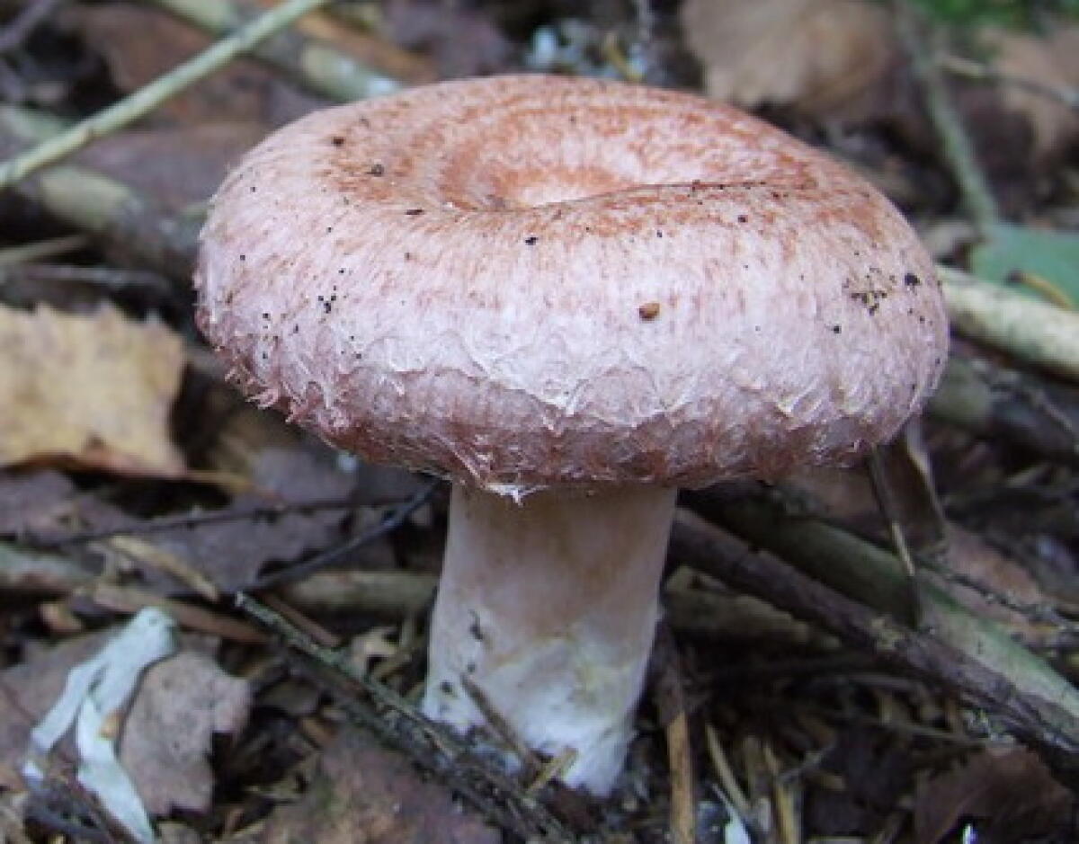 Lactarius torminosus - 