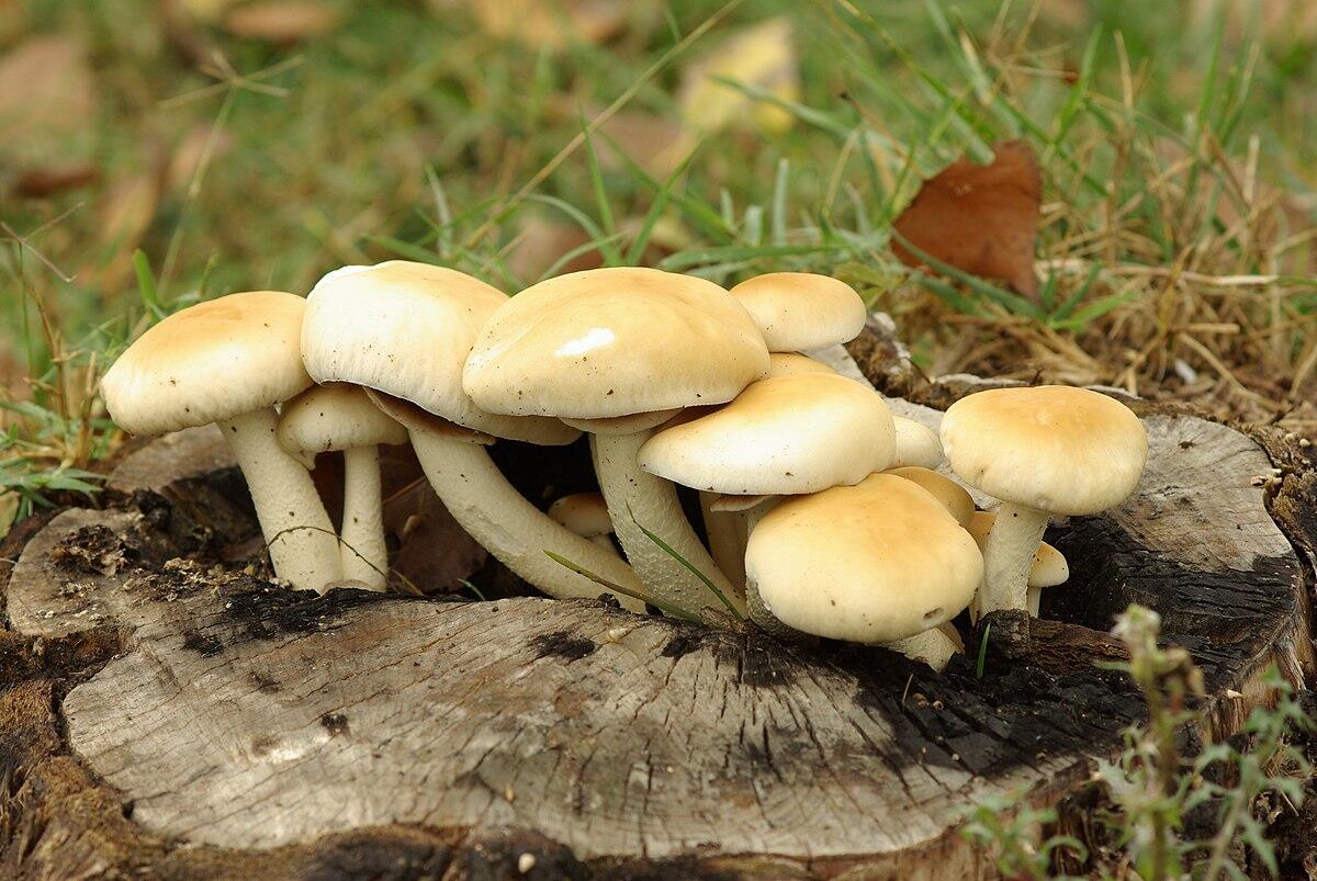 Agrocybe aegerita (Pioppino, Piopparello) - 