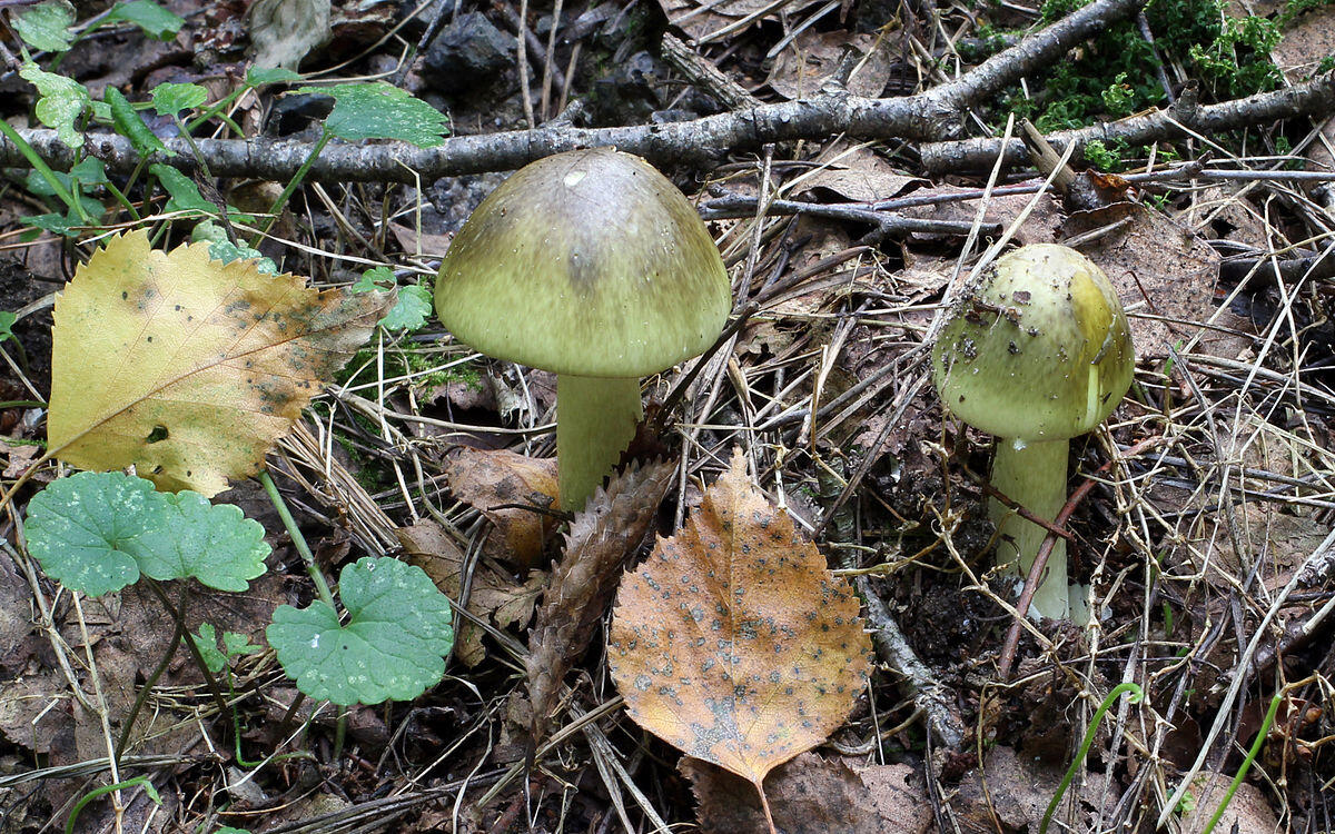 Amanita phalloides (Fungo della morte, Angelo della morte, Tignosa verdognola) - 