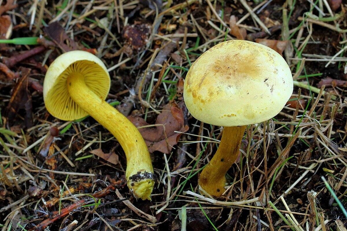 Tricholoma sulphureum - 