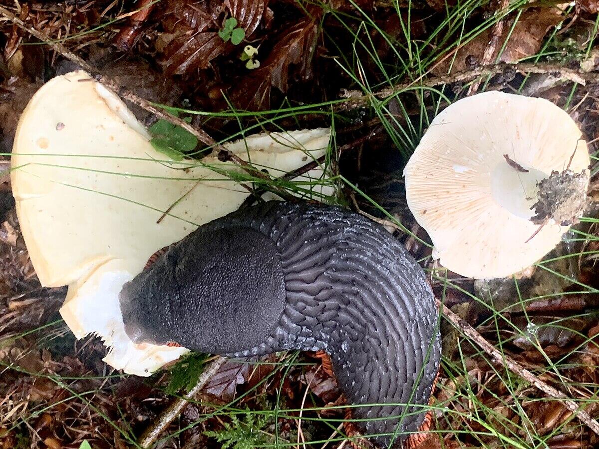 Lactarius piperatus - 