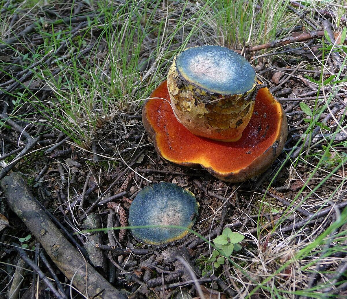Neoboletus luridiformis - 