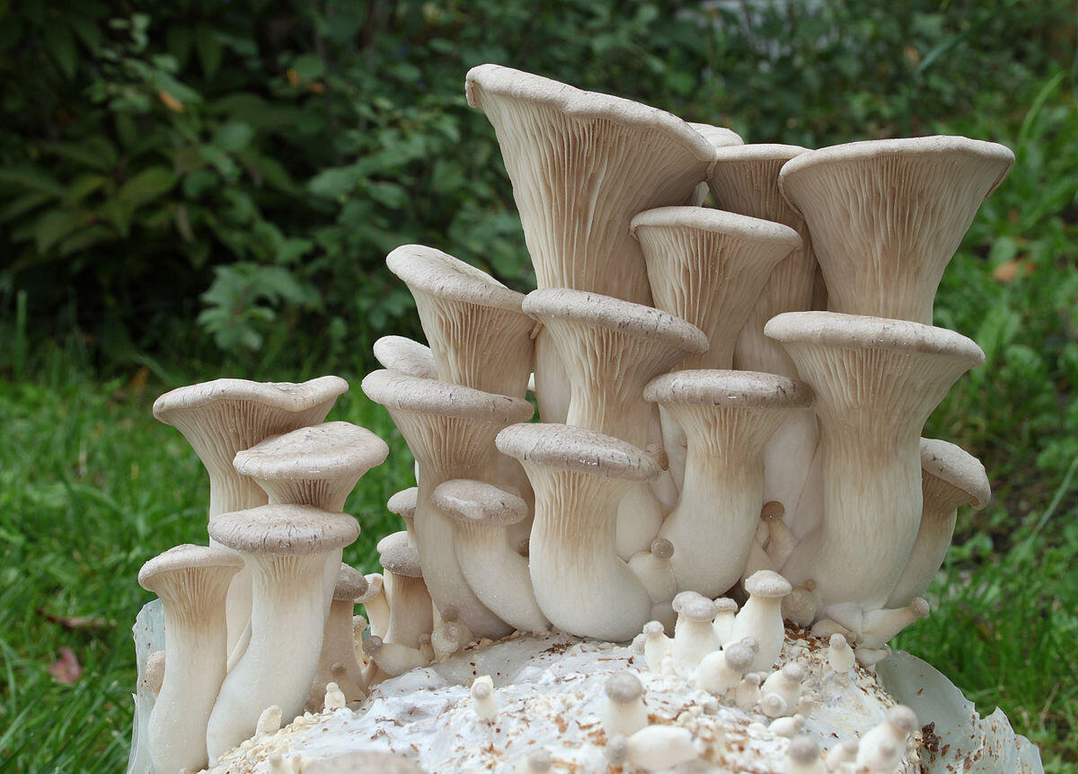 Pleurotus eryngii - 