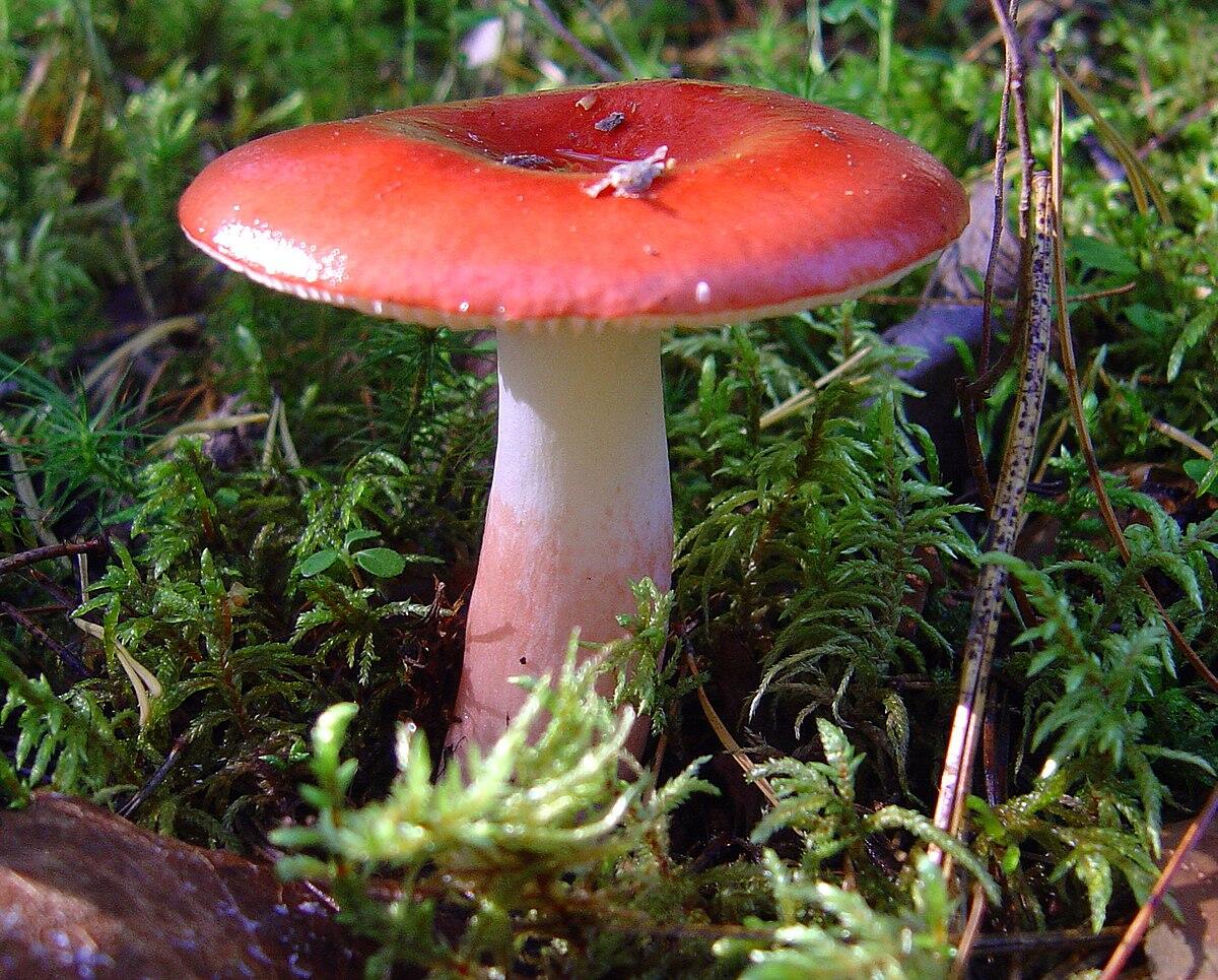 Russula rhodopoda - 