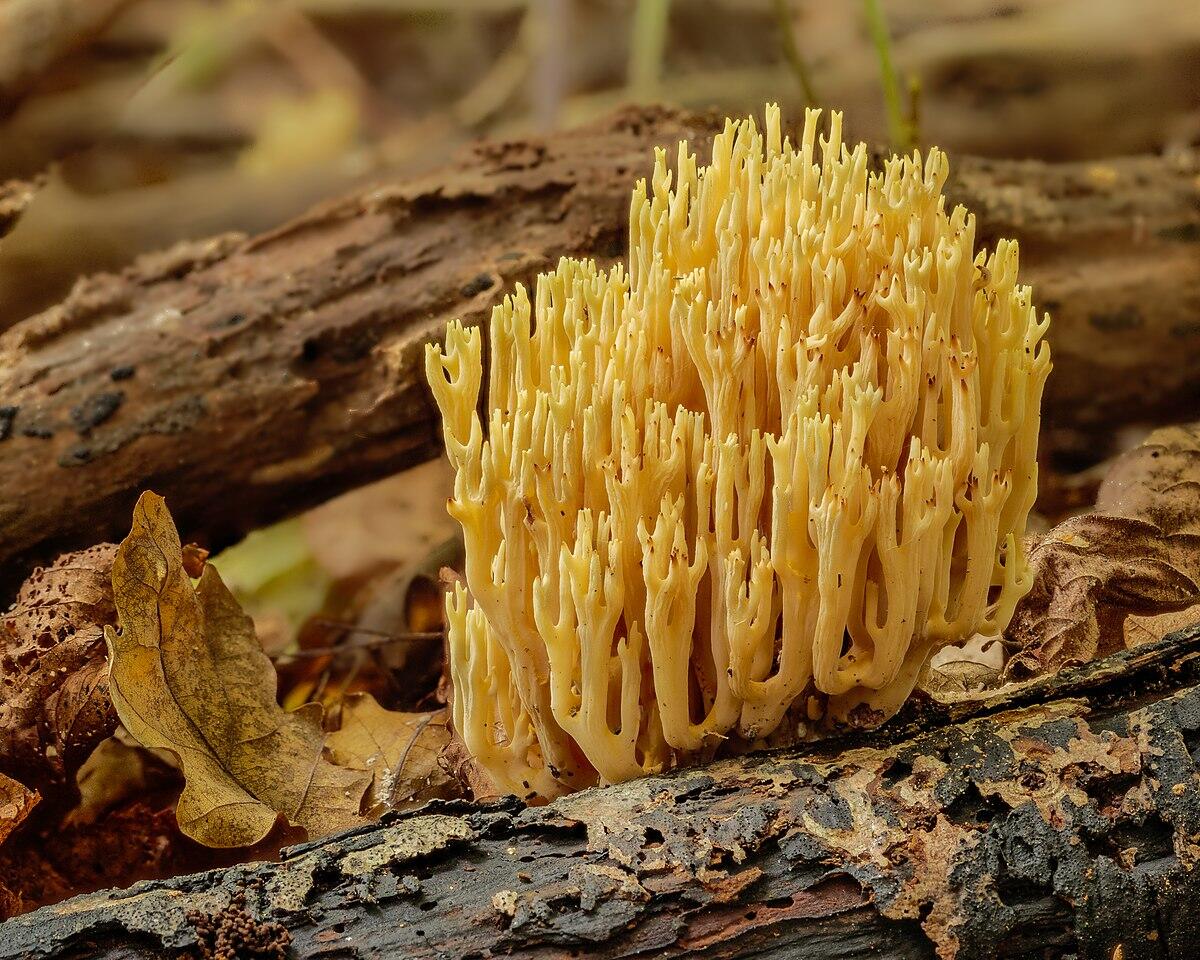 Ramaria formosa (Ramarie bella) - 