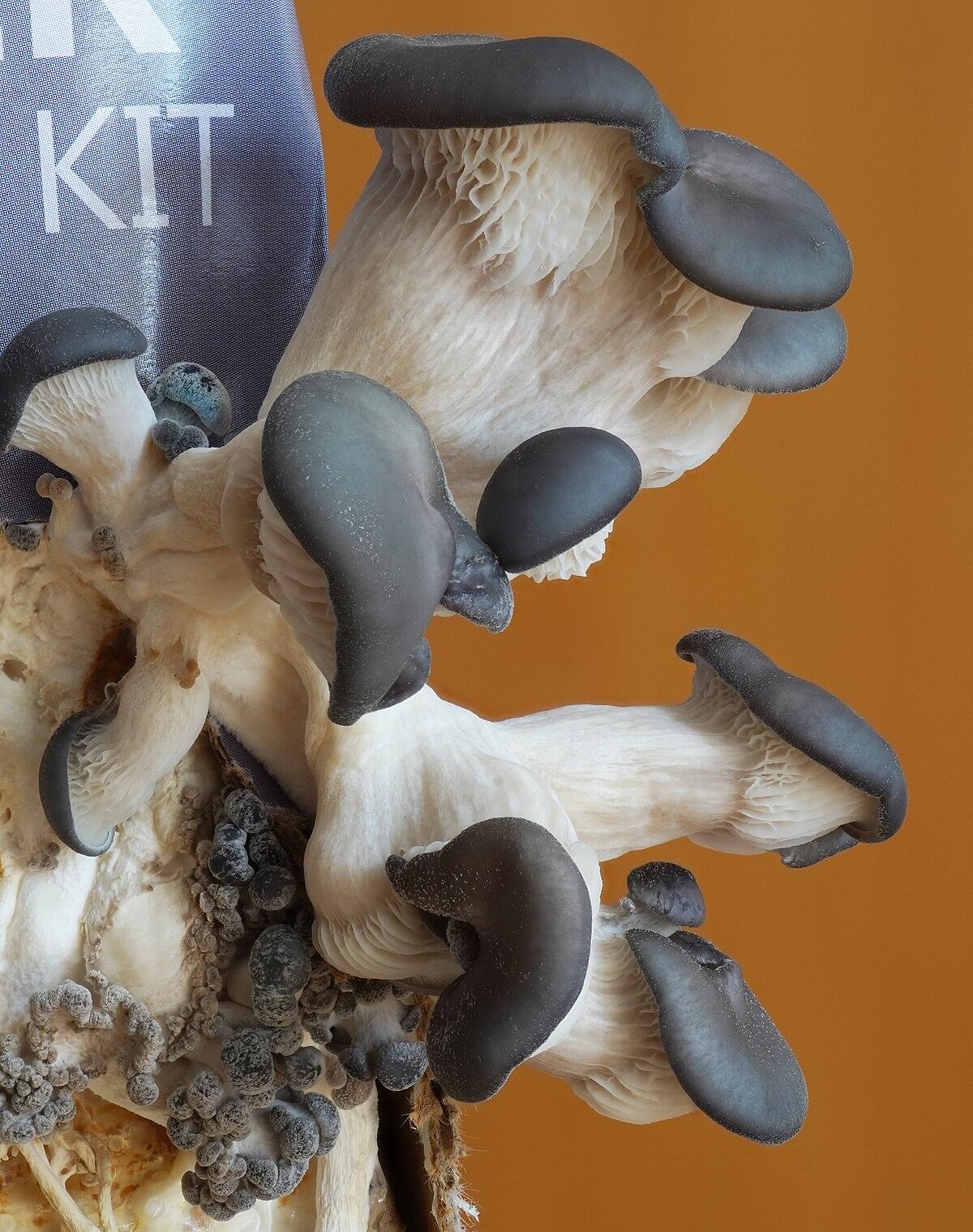 Pleurotus ostreatus - 