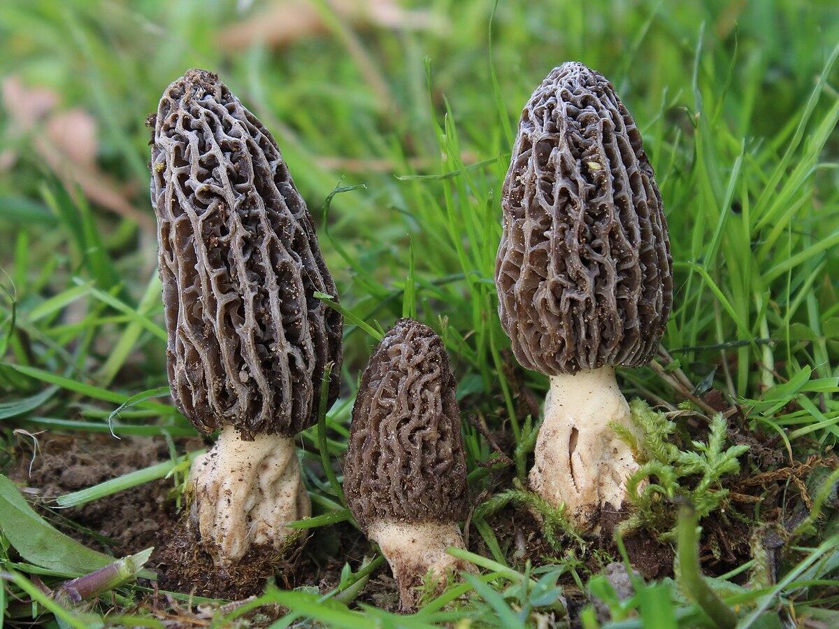 Morchella tridentina - 