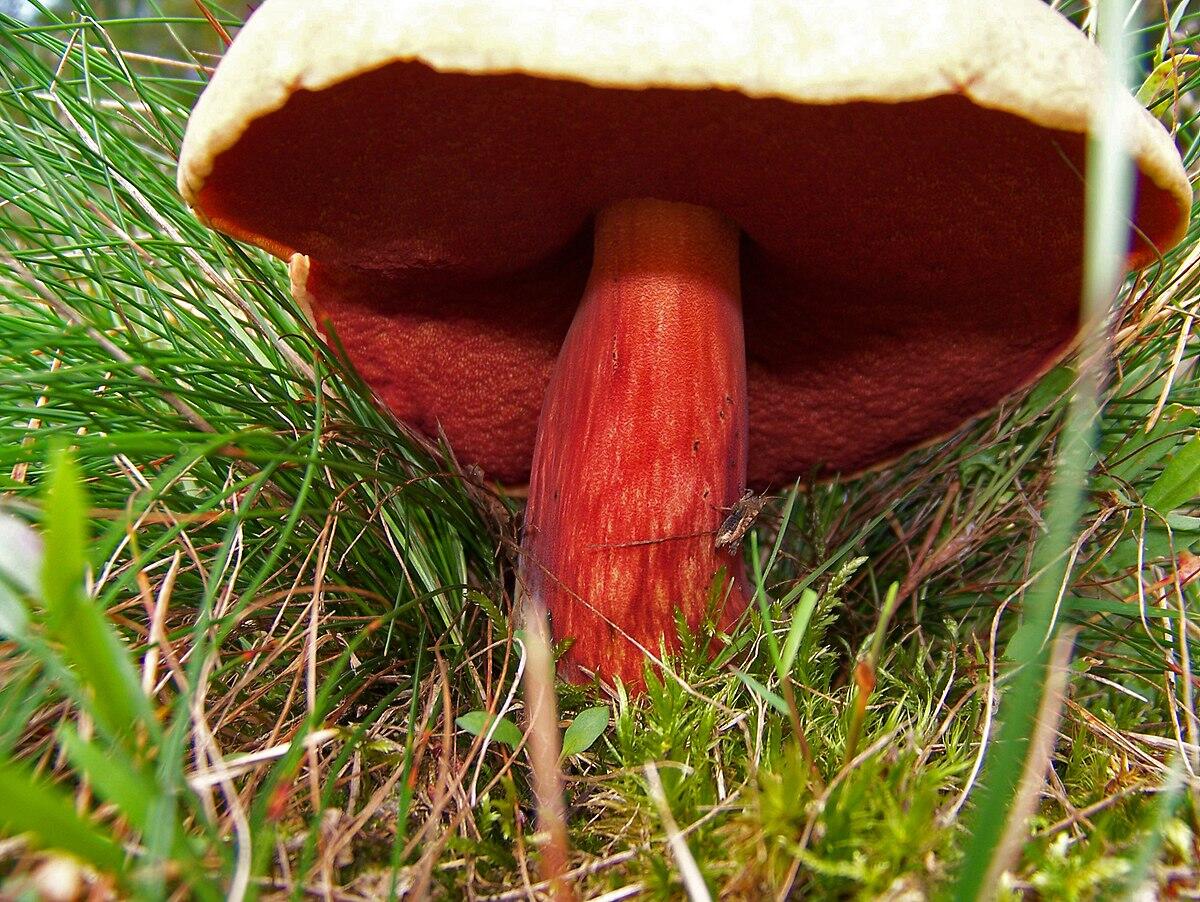 Boletus dupainii (Porcino di Dupain, Boleto rosso) - 