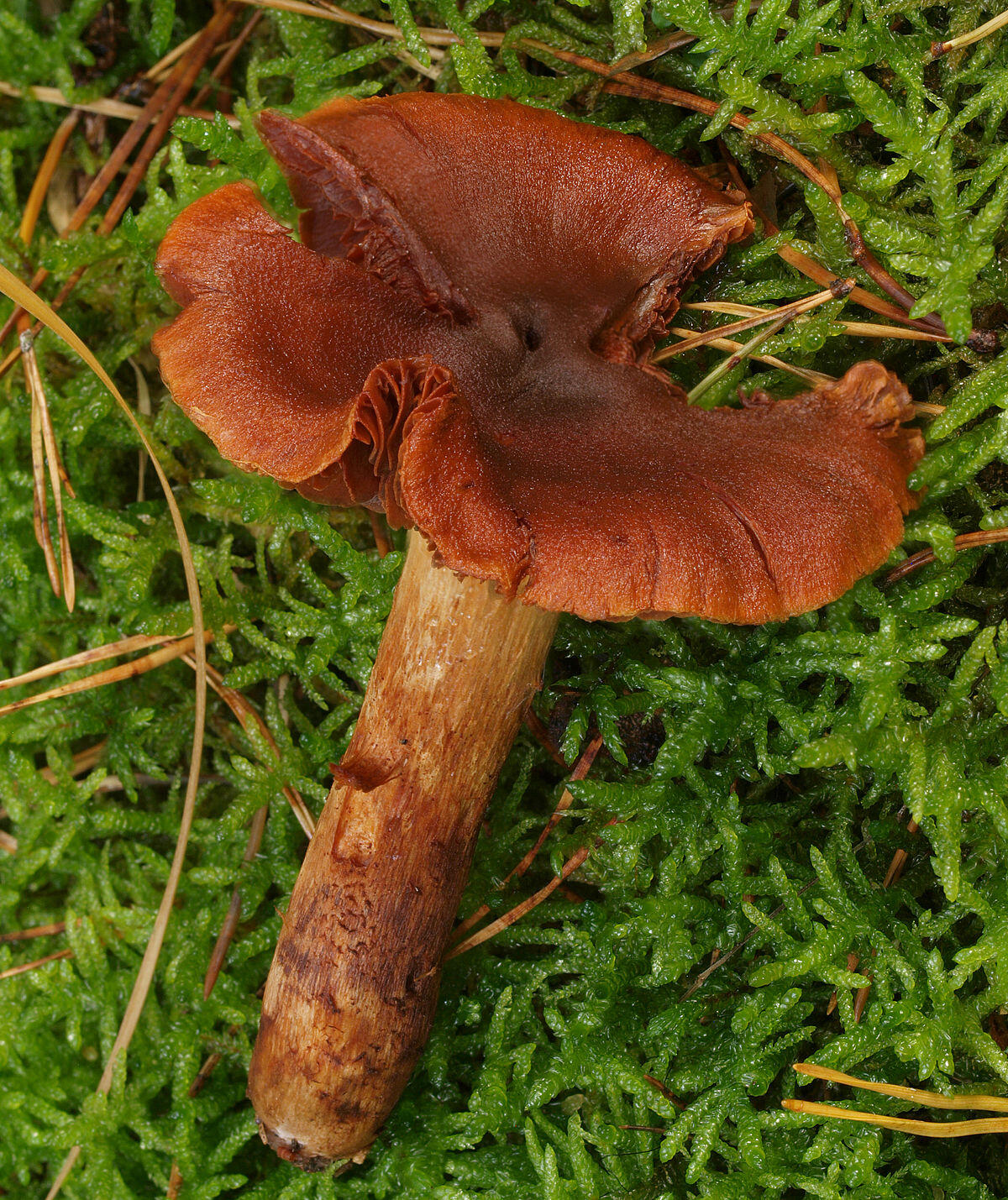 Cortinarius orellanus (Cortinario delle streghe, Cortinario velenoso) - 