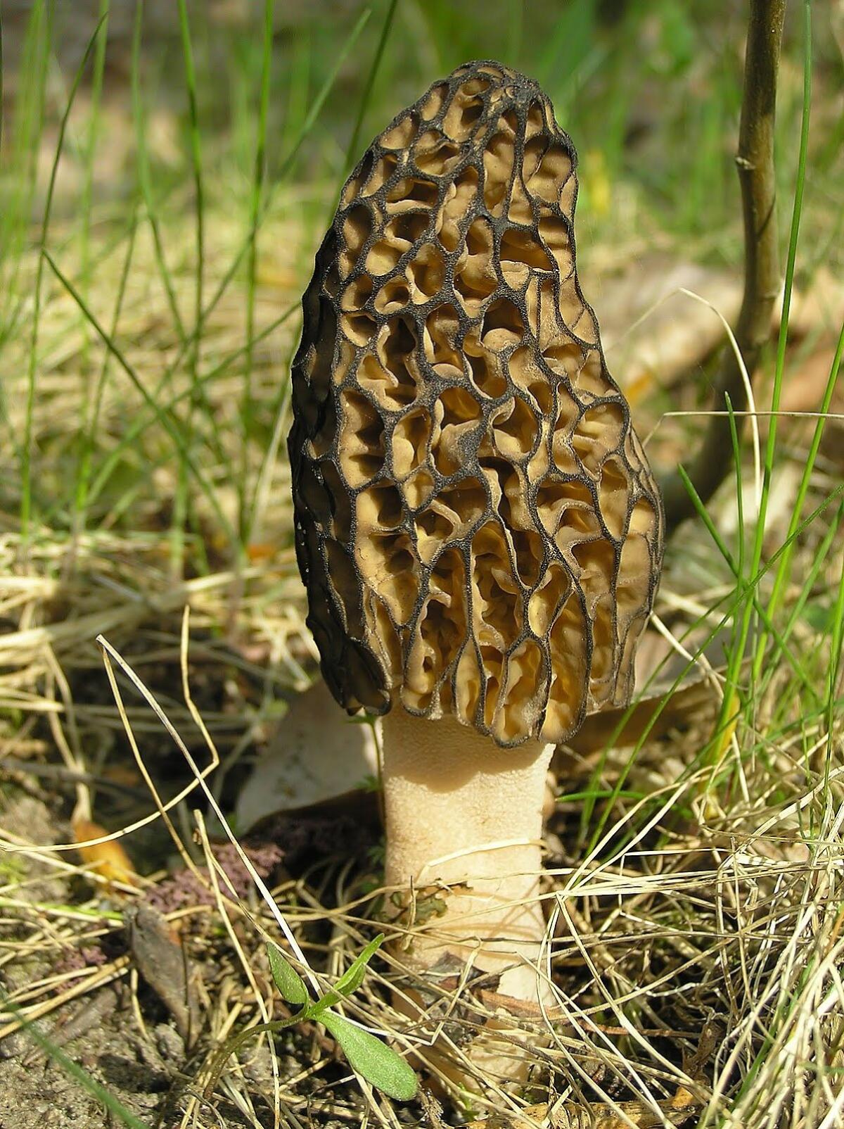 Morchella conica - 