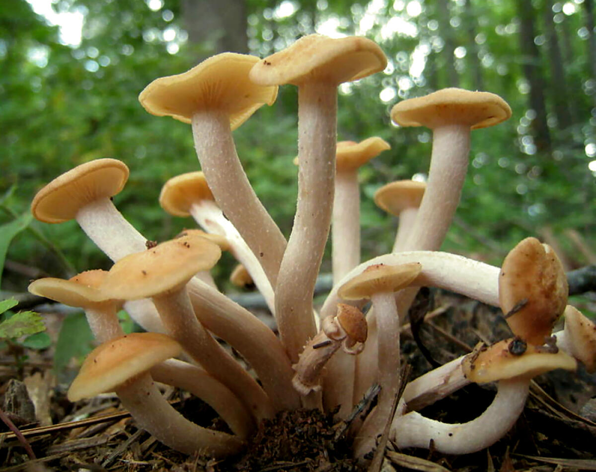 Armillaria tabescens (Chiodino senza anello) - 