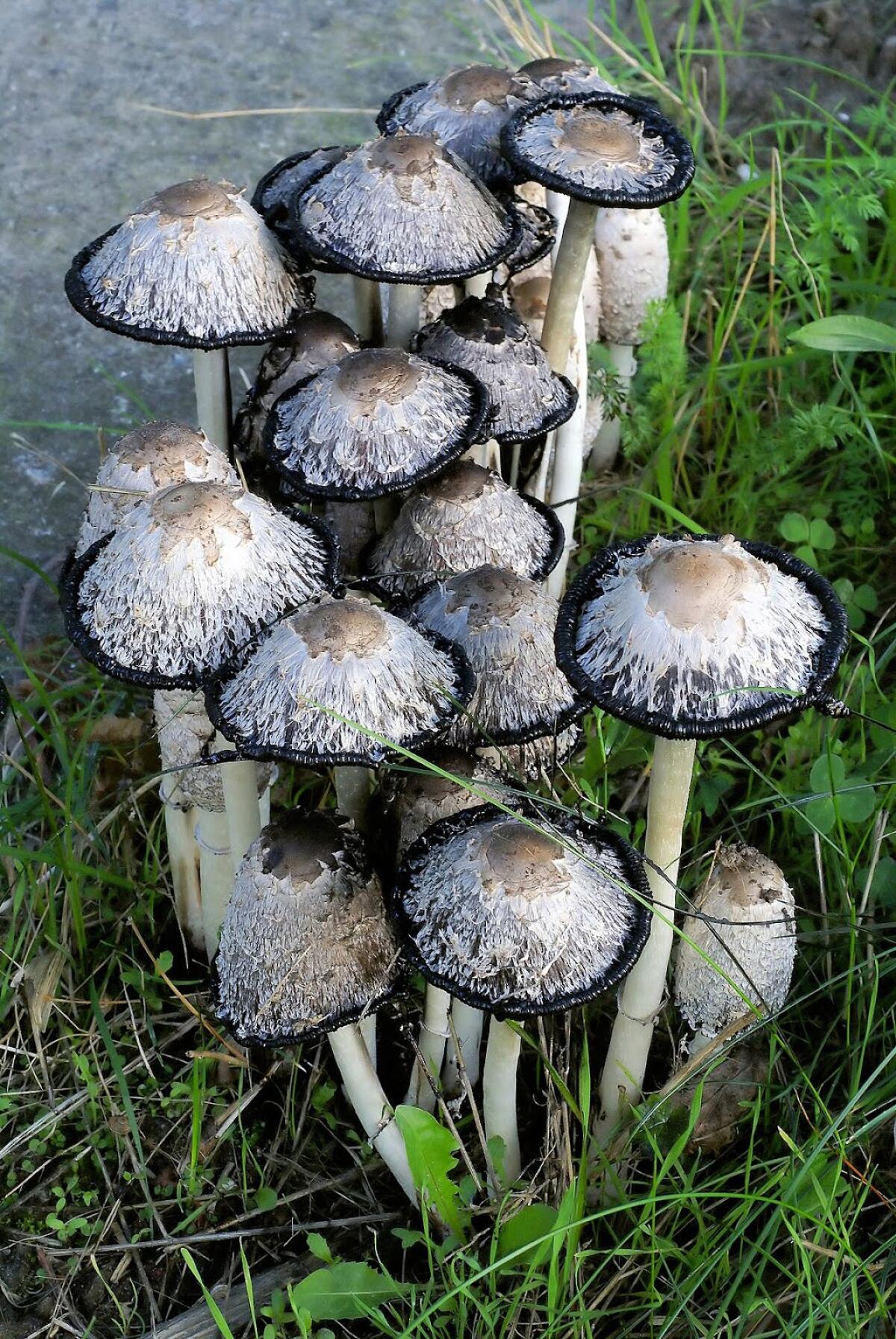 Coprinus comatus (Shaggy Inkcap) - 