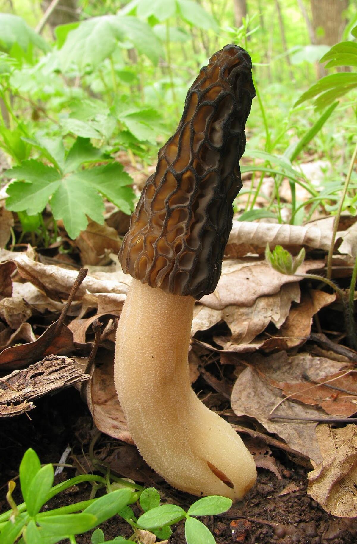 Morchella elata - 