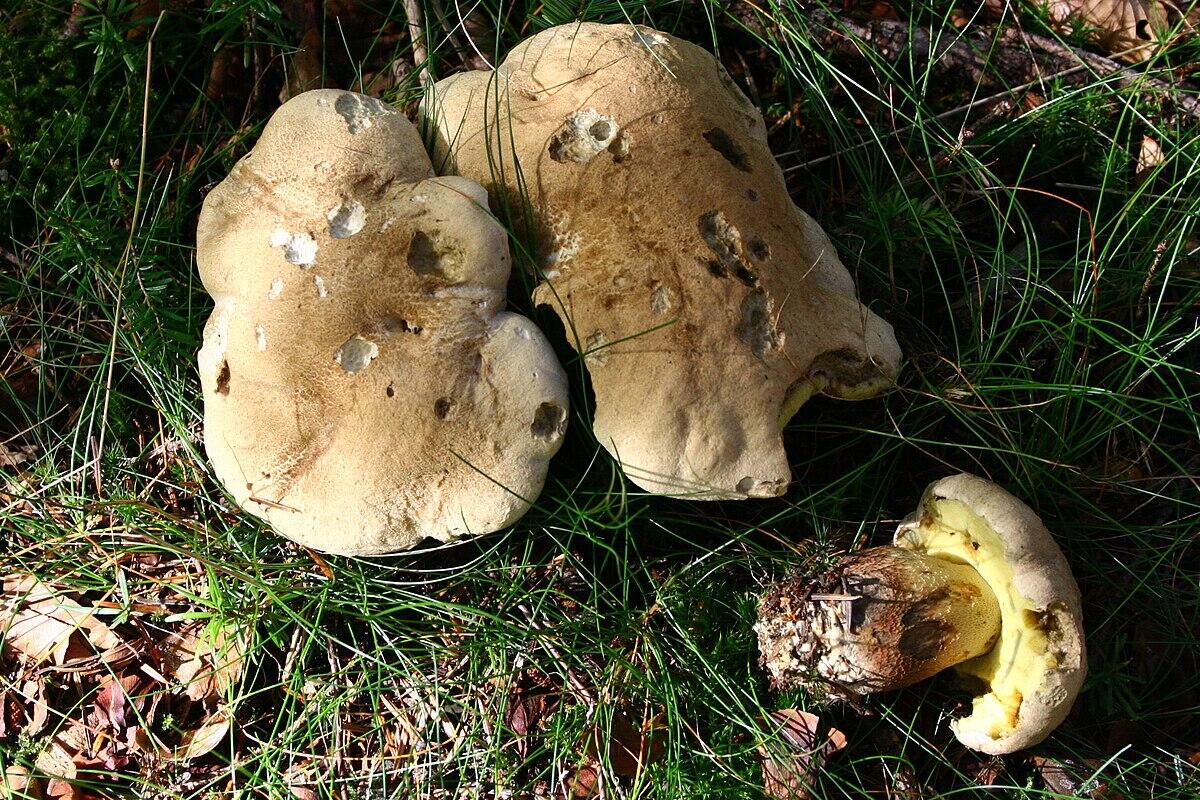 Boletus calopus (Porcino dal gambo rosso, Porcino dal piede bello) - 