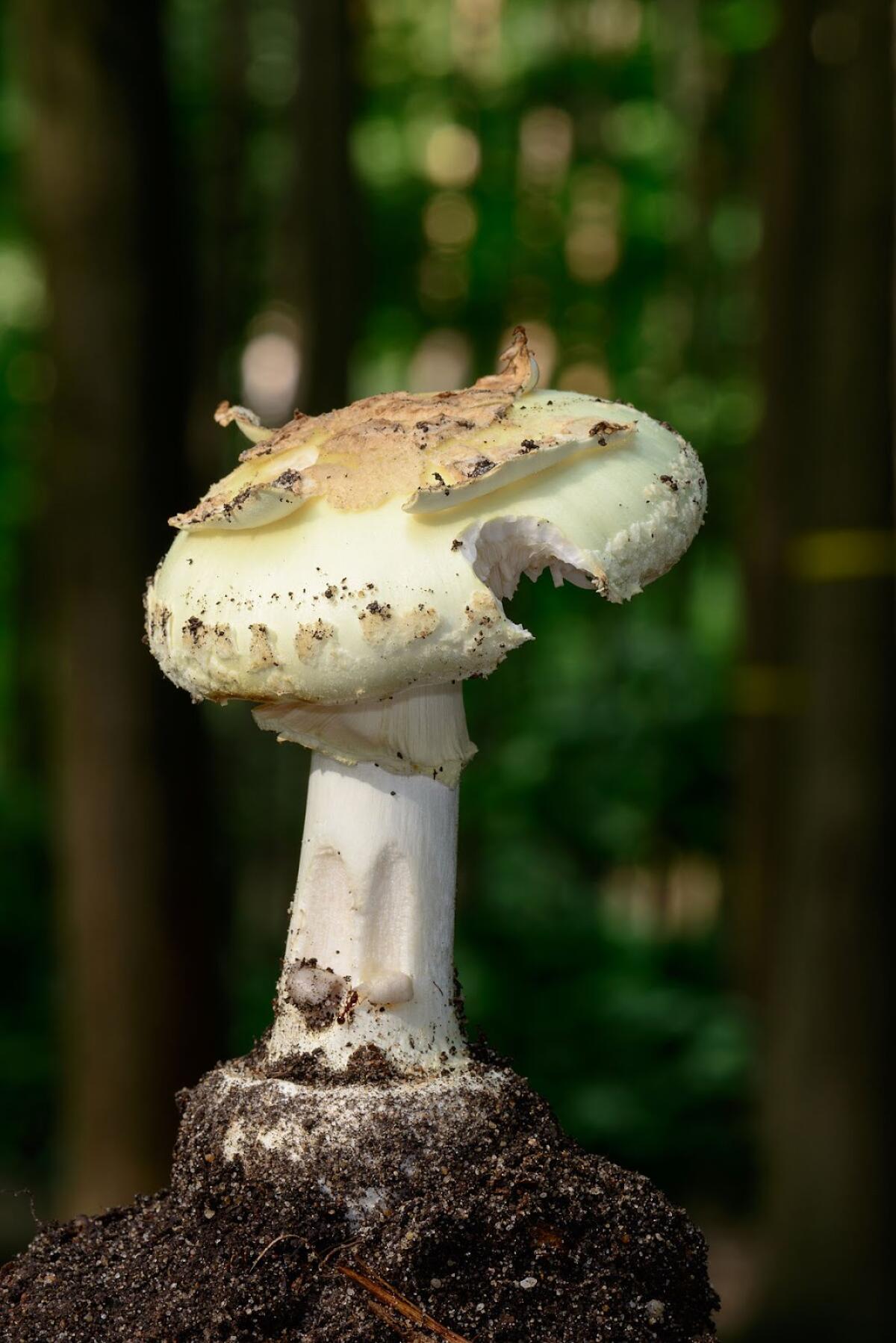 Amanita citrina (Falsa tignosa) - 