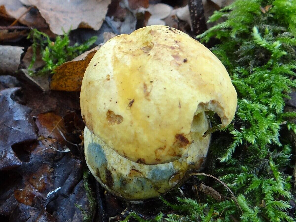 Butyriboletus junquilleus - 