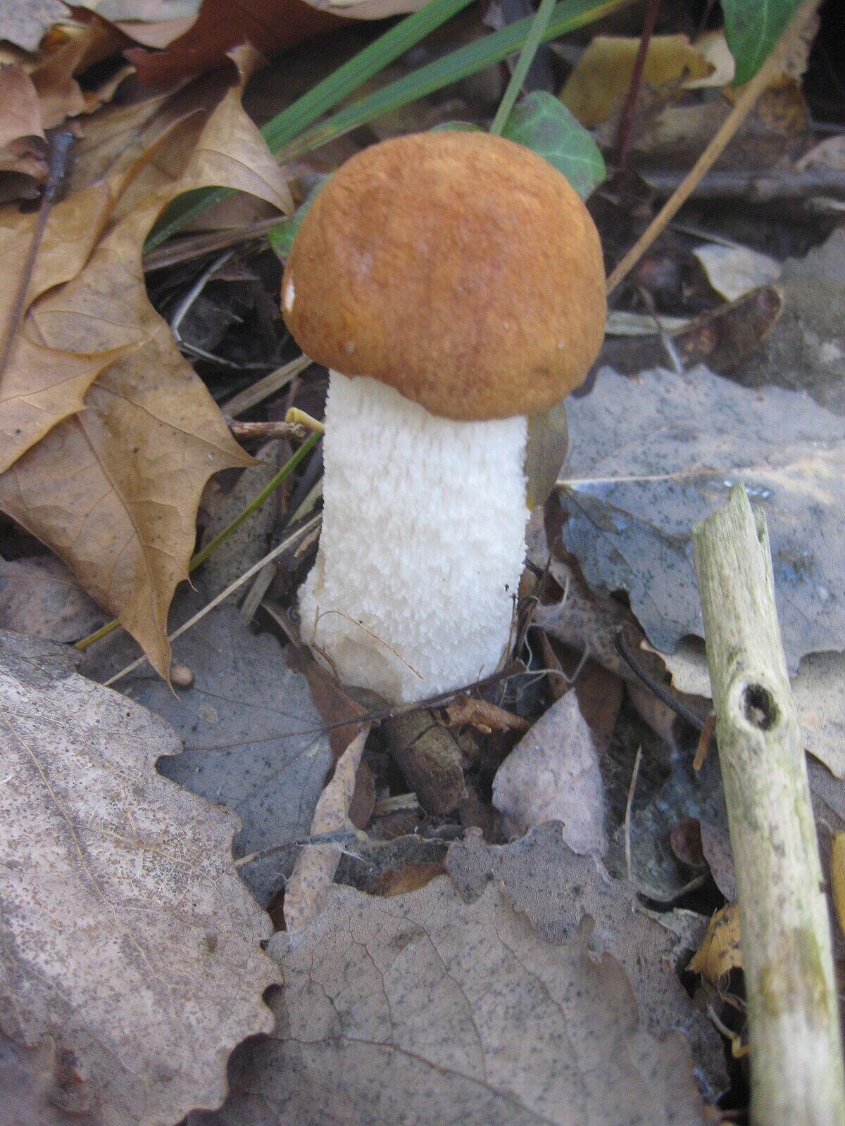 Leccinum aurantiacum - 