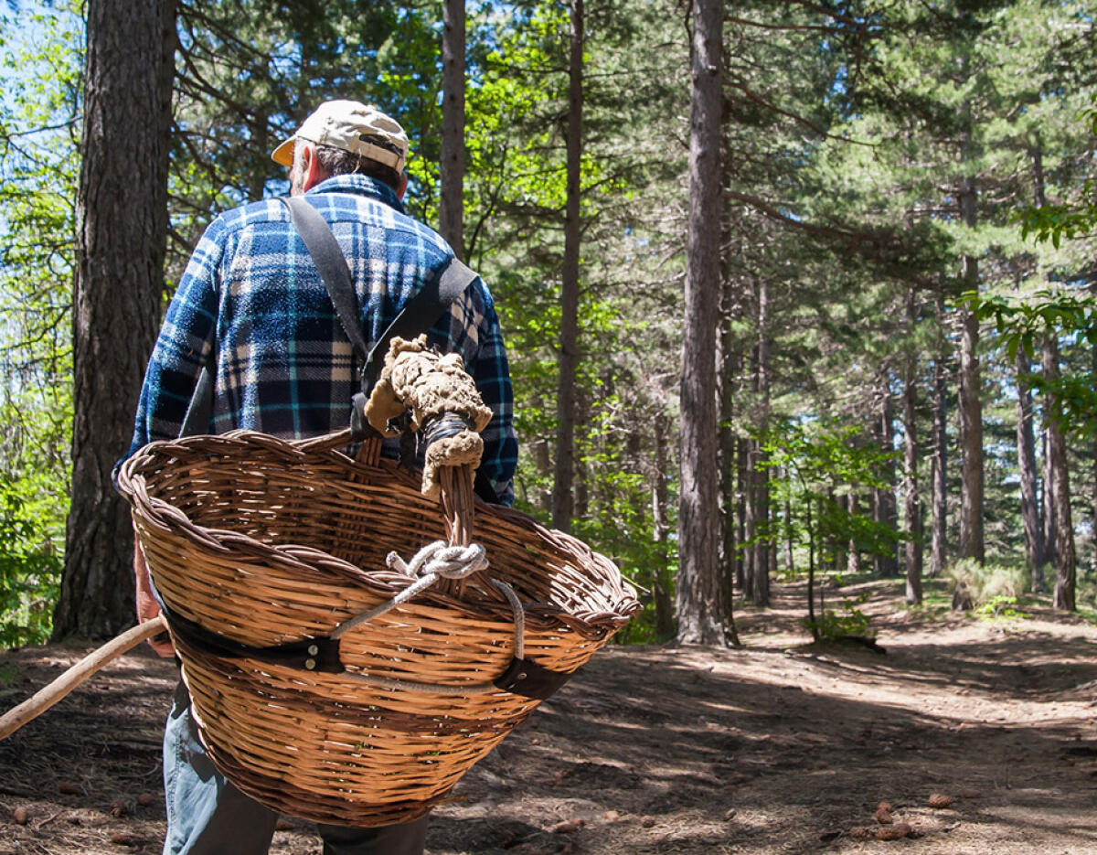 Gli Accessori Indispensabili per il Cercatore di Funghi: Cesta, Coltello e Bastone - 