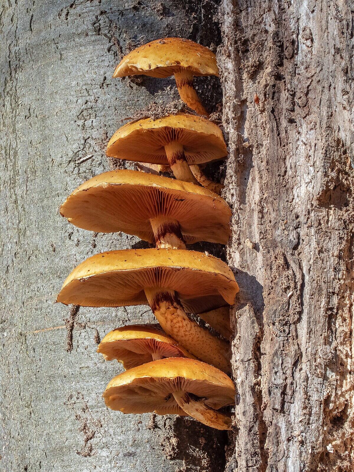 Pholiota mutabilis - 