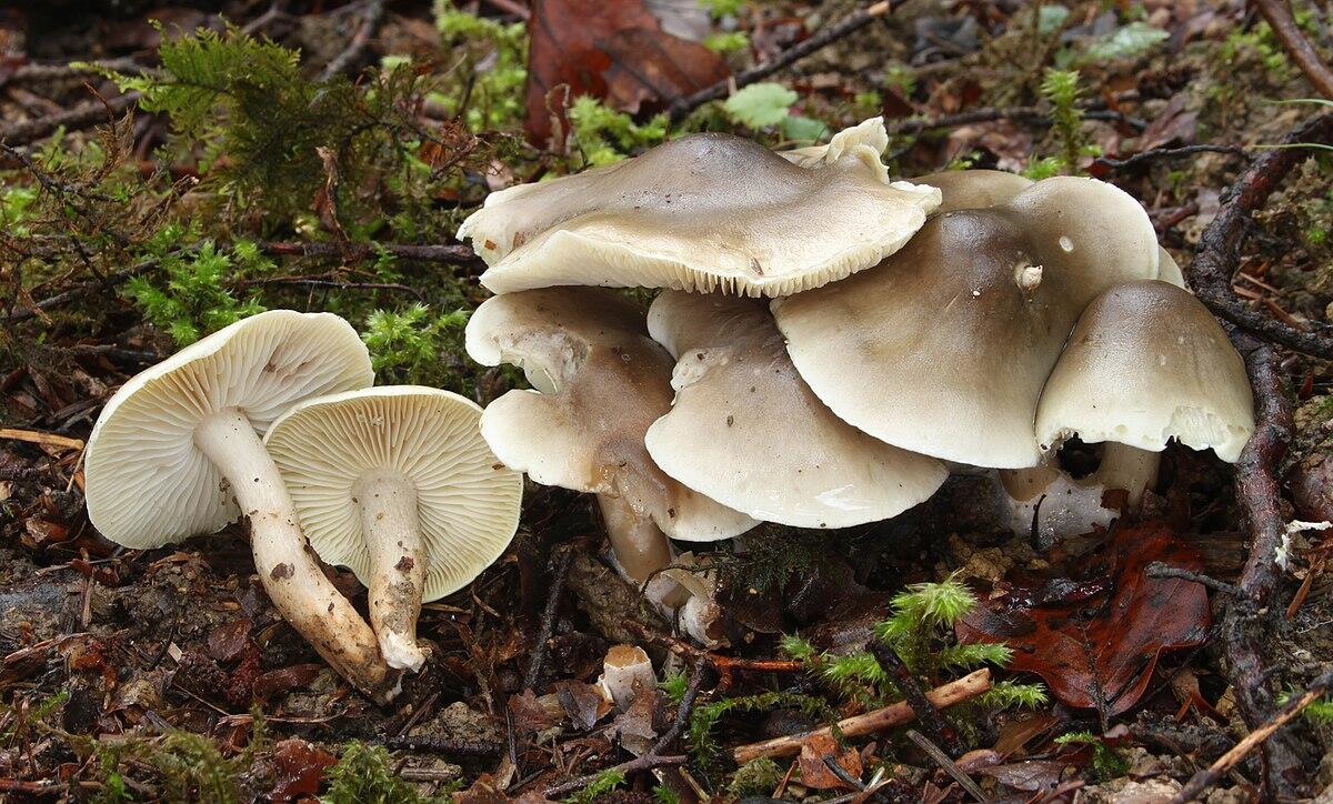 Tricholoma saponaceum - 