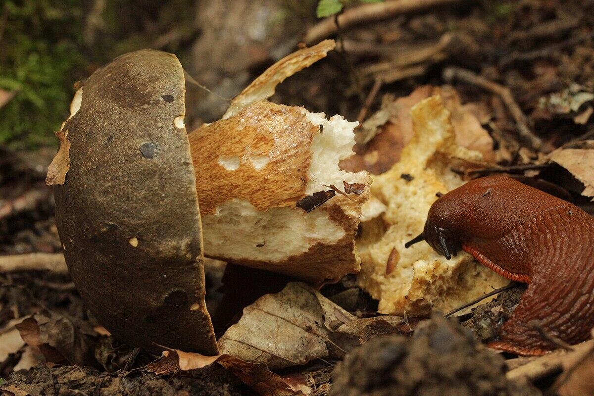 Boletus aereus (Porcino nero) - 