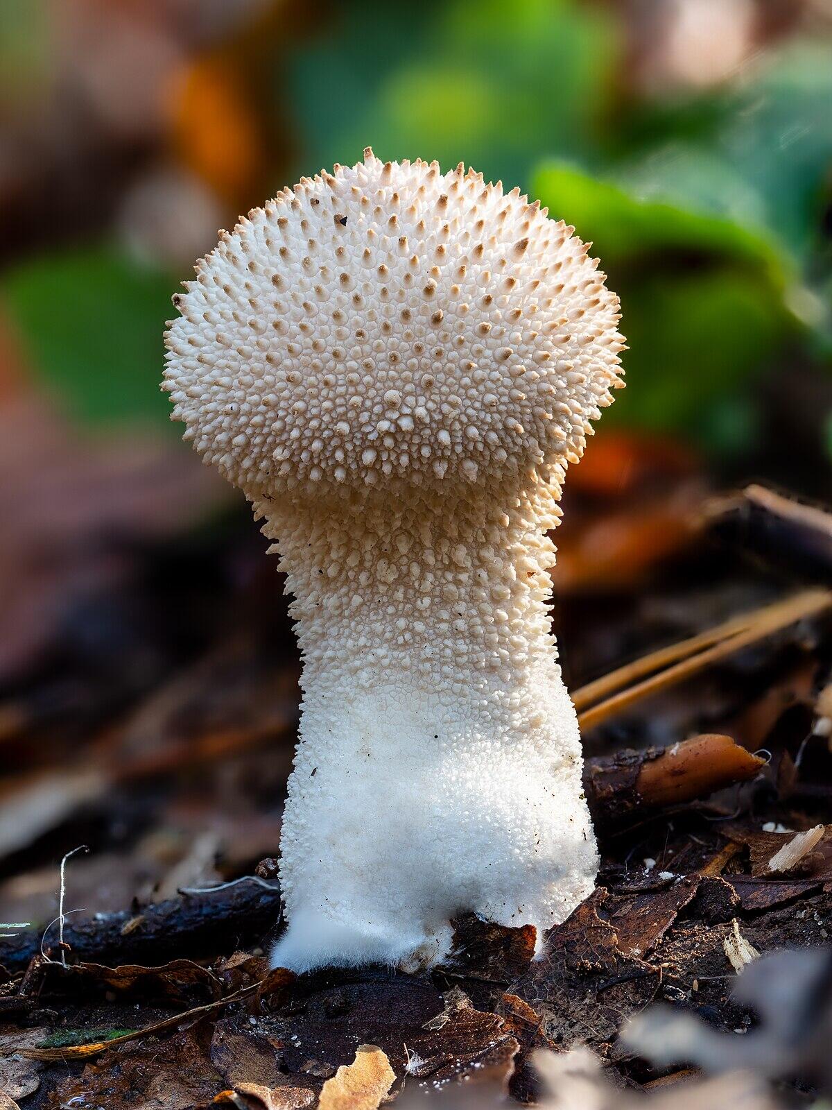 Lycoperdon gemmatum - 