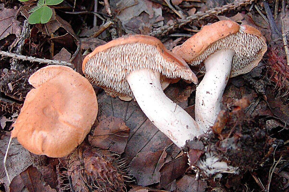 Hydnum rufescens - 