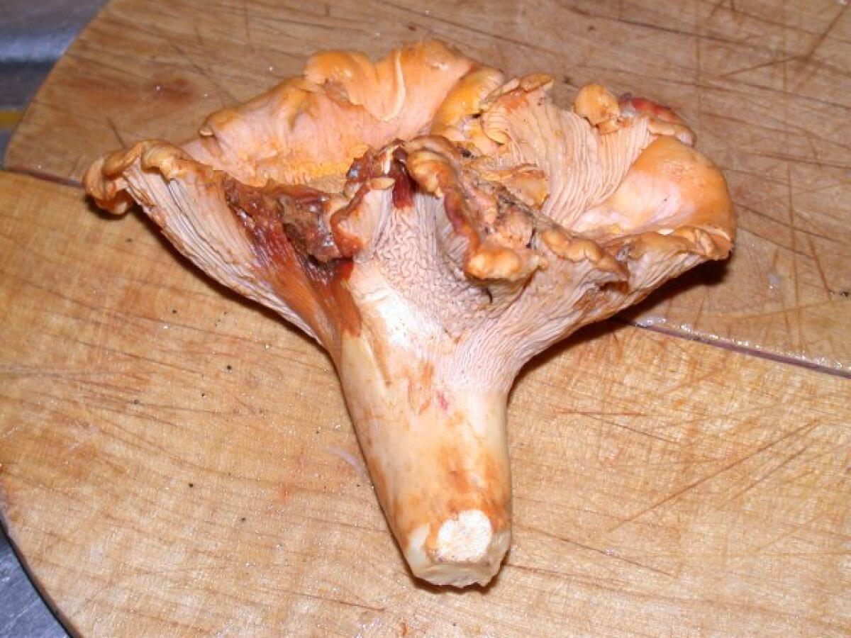 Cantharellus subcibarius (Galletto subcibario, Finferlo subcibario) - 