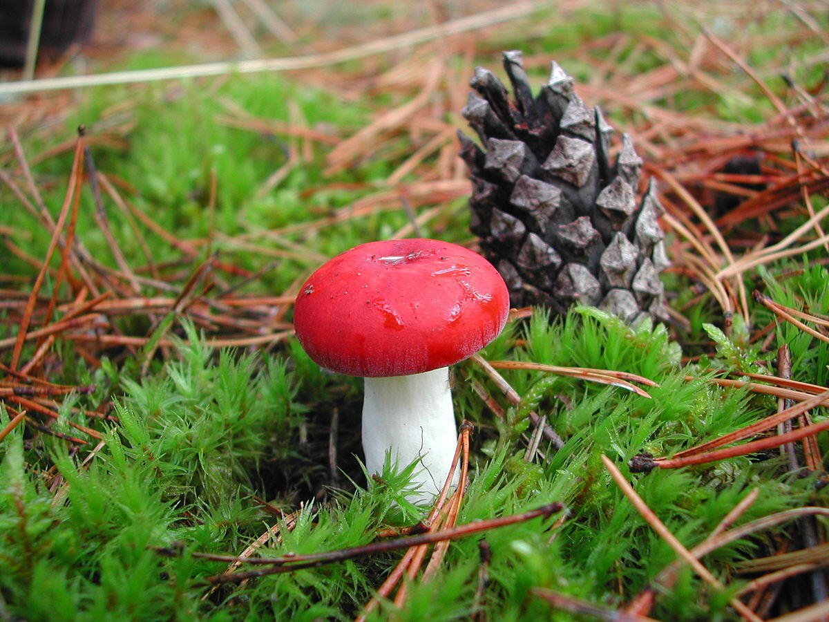 Russula emetica (Colombina rossa) - 