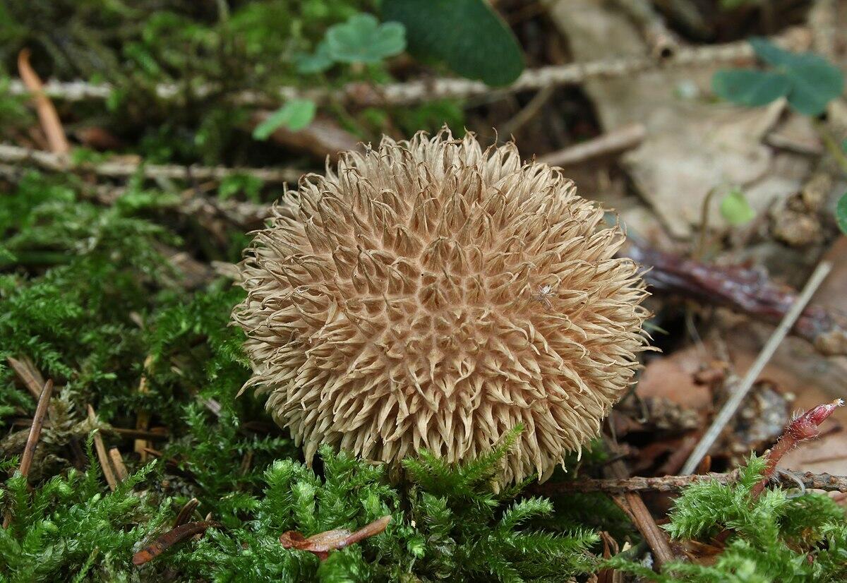 Lycoperdon echinatum - 