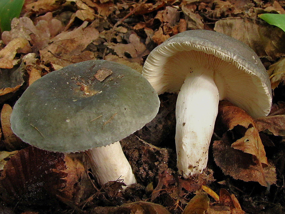 Russula cutefracta - 