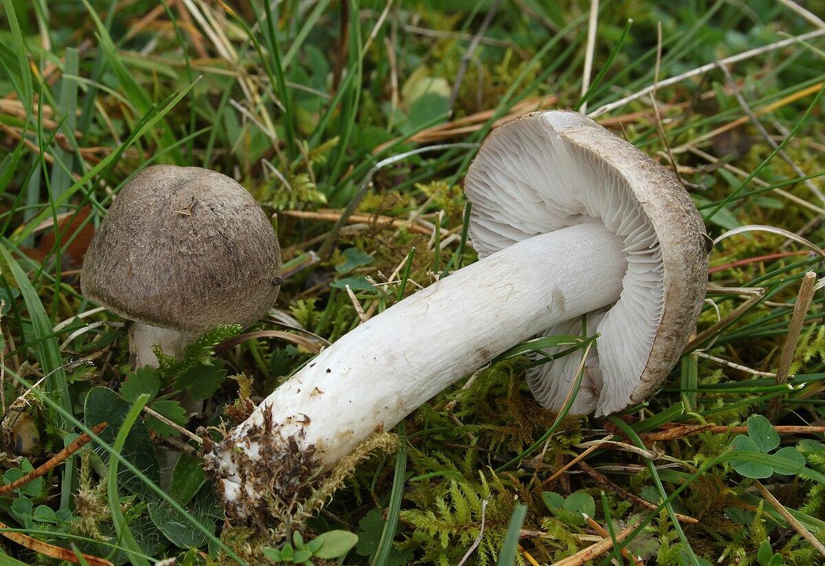 Tricholoma terreum - 