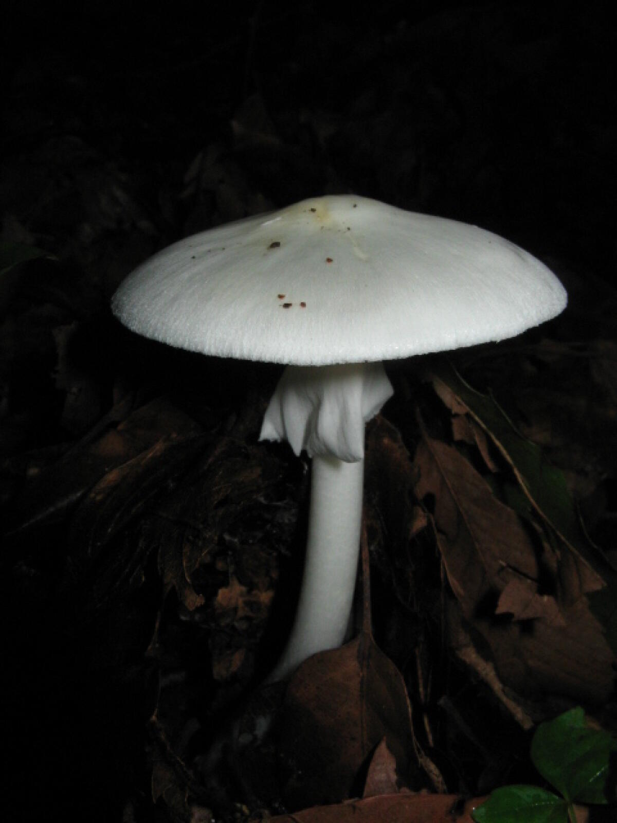 Amanita verna (Tignosa di primavera, Angelo della morte bianco) - 