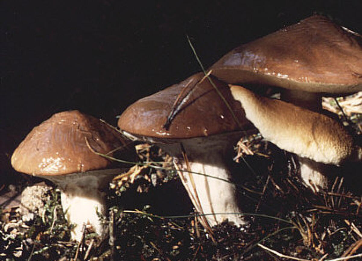 Boletus luteus (Boleto giallo, Laricino viscido, Porcino viscido) - 