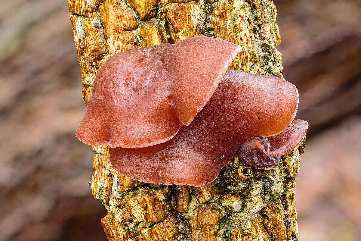 Auricularia auricula-judae (Orecchio di Giuda, Fungo dell’orecchio, Orecchio del legno) - 