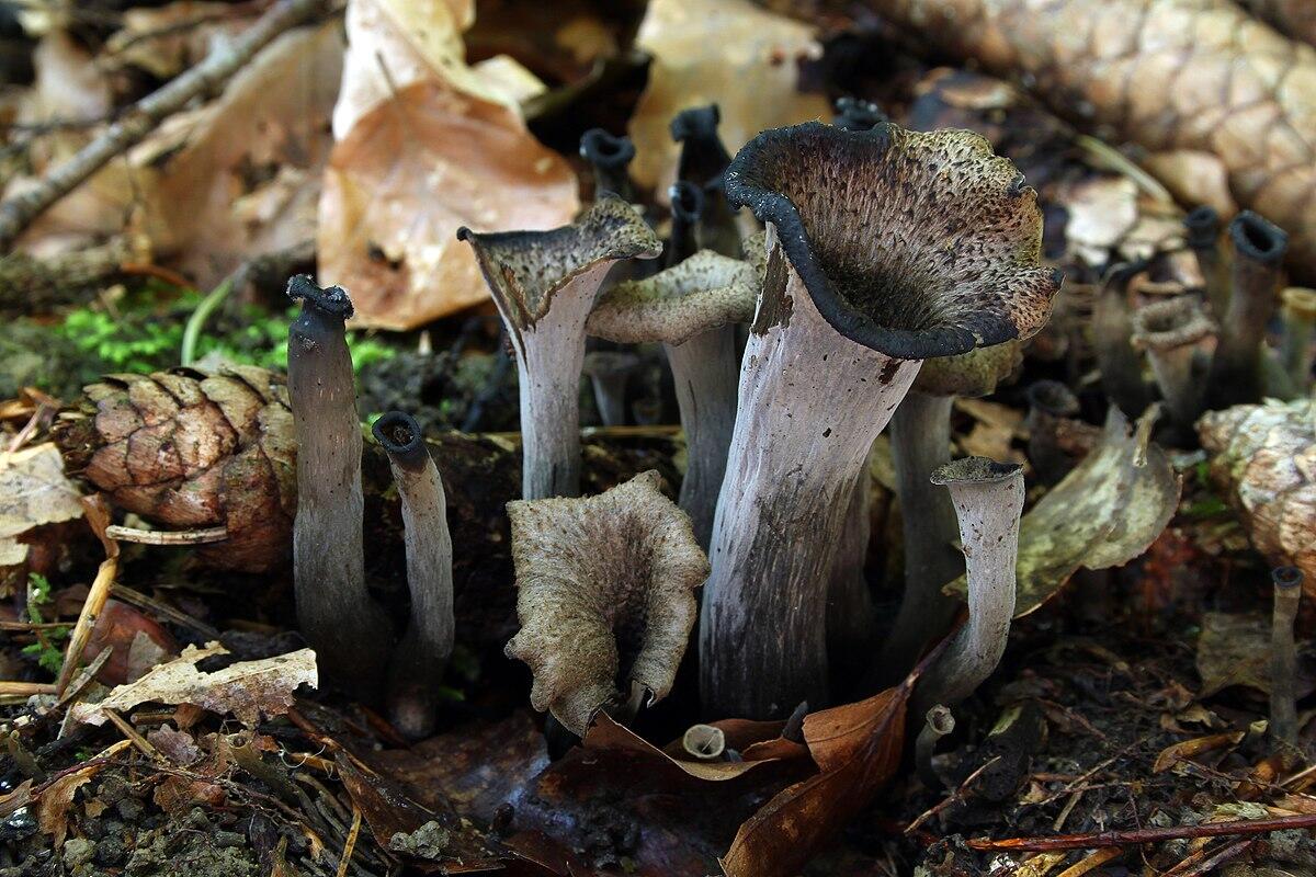 Craterellus cornucopioides (Trombetta dei morti, Corno dell'abbondanza) - 