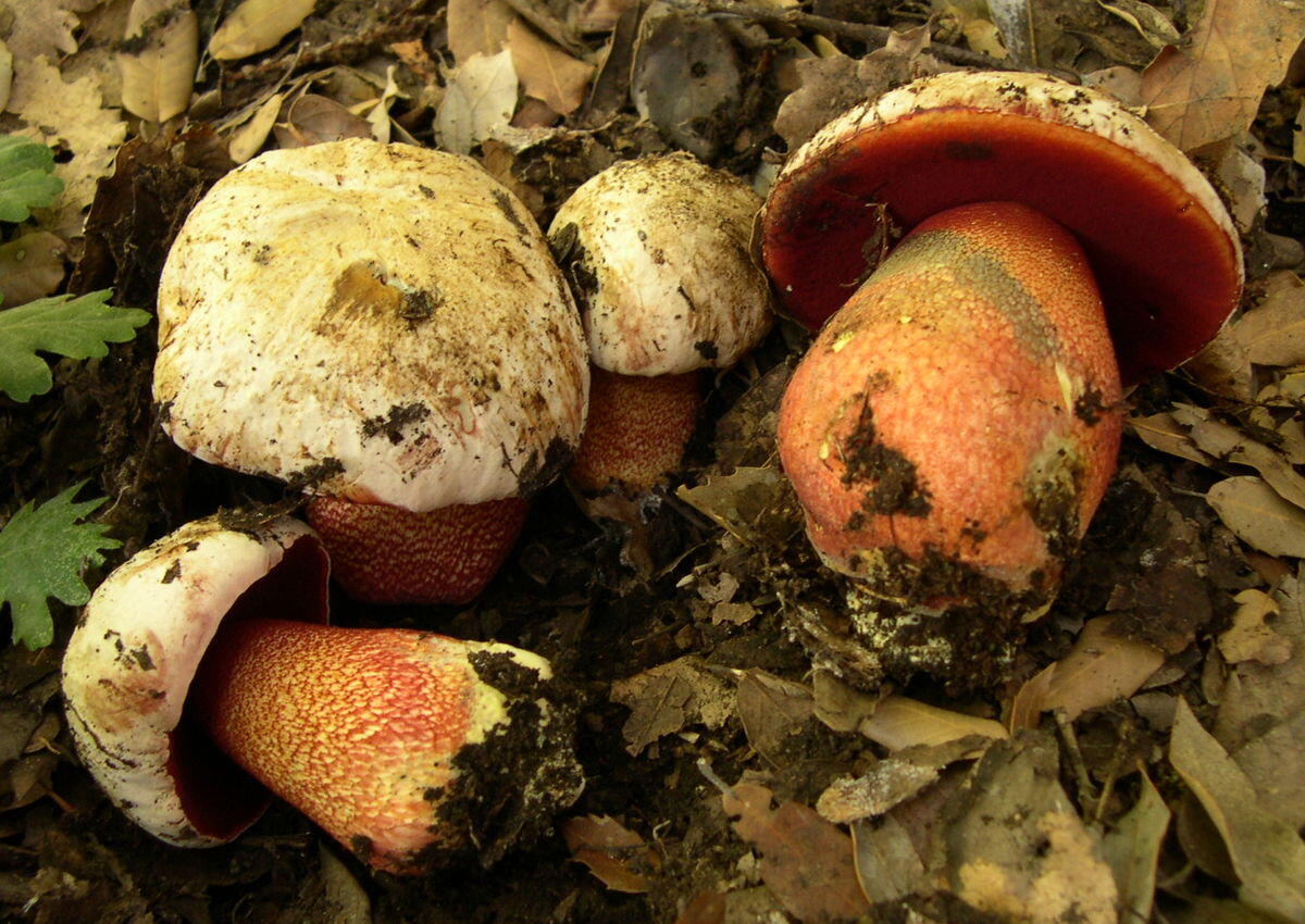 Rubroboletus rhodoxanthus - 