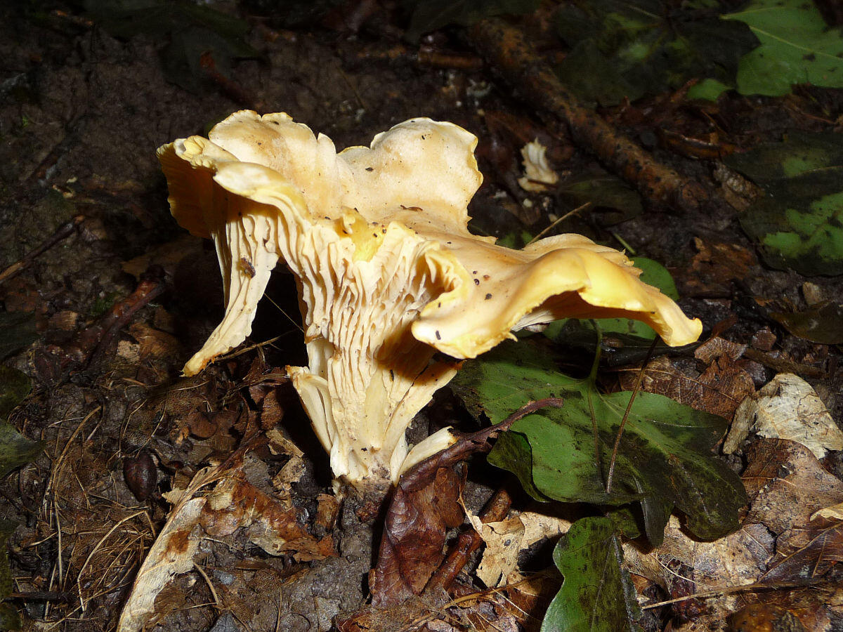 Cantharellus cibarius (Gallinaccio, Finferlo) - 