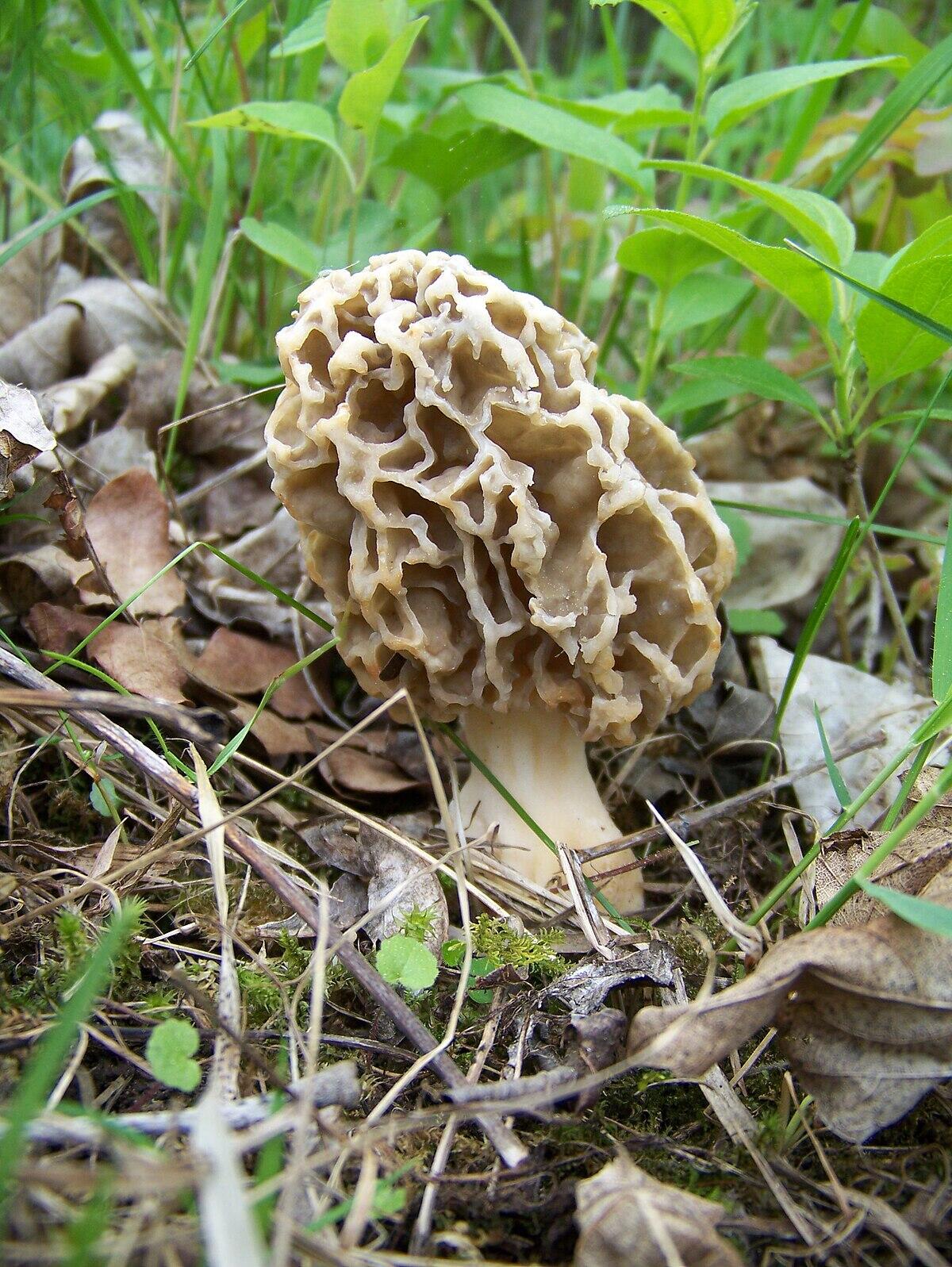 Morchella vulgaris - 