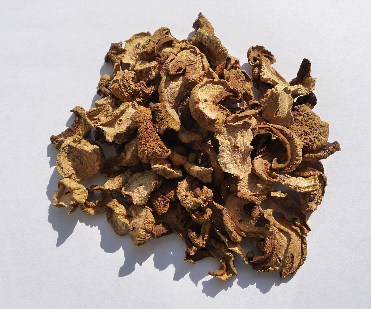 Boletus impolitus (Boleto impolitico, Boleto non bluente) - 