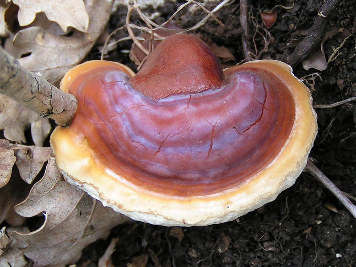 Ganoderma lucidum - 