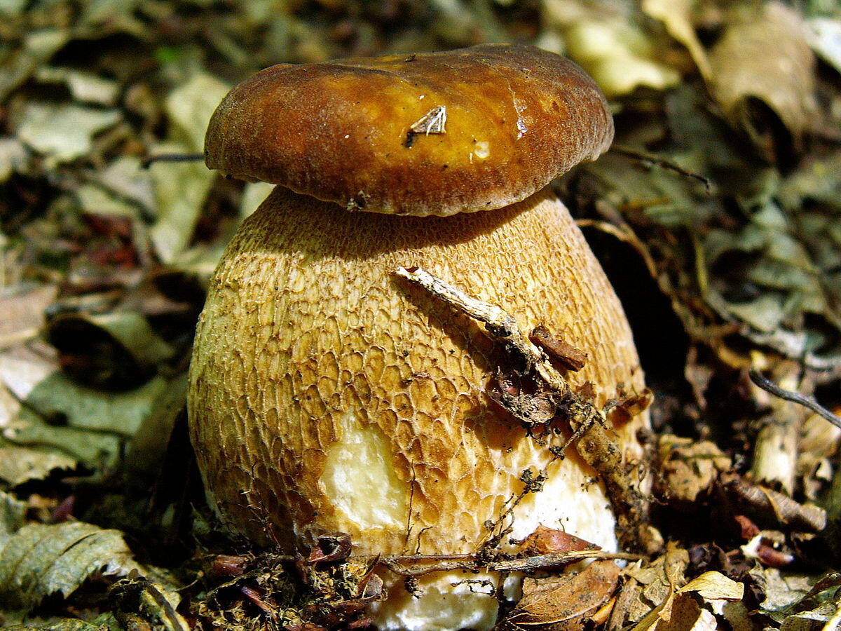 Boletus reticulatus (Porcino estivo, Porcino reticolato) - 